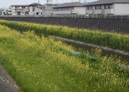 恩智川の菜の花