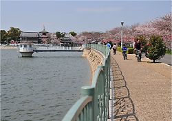 久米田池　桜祭り