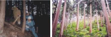 写真１０　放置され過密となった人工林での間伐（左）と持続可能な管理をされた森林（右）