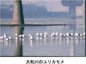 大和川のユリカモメ