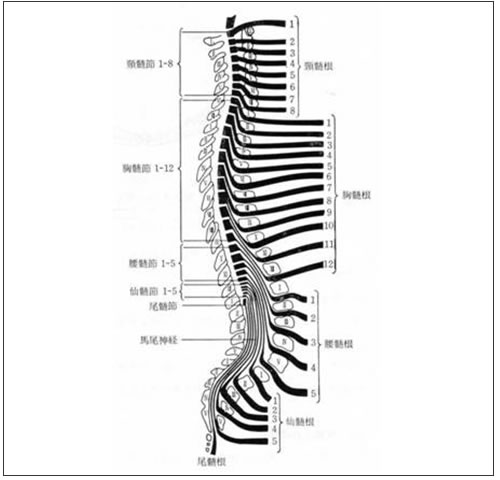 この画像は脊椎、脊髄およびその神経根の関係です。