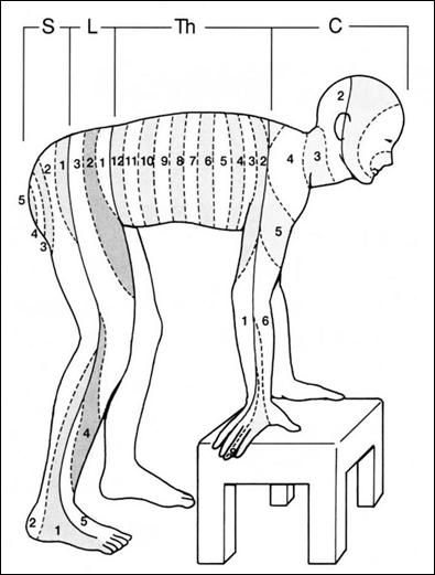 この画像は、四足獣肢体でみる髄節性支配の画像です。
