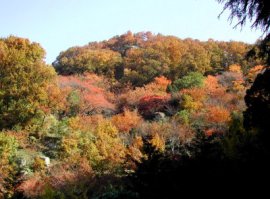 秋色に染まる創造の森