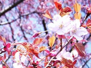 画像です。４月１３日の旗立山の桜