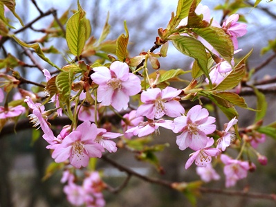早咲きのカワヅザクラ