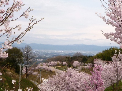 亀ノ瀬の桜