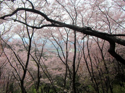 高尾山の桜から眺める大阪平野