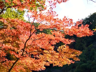 高安山周辺の紅葉