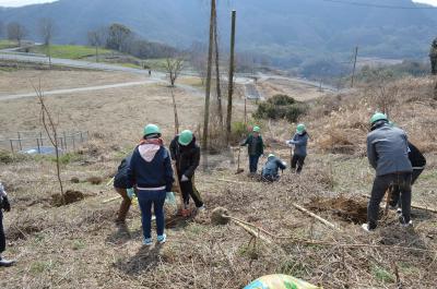 参加者でヤマザクラの苗木を植え付ける作業の写真