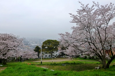 枚岡梅林跡の桜