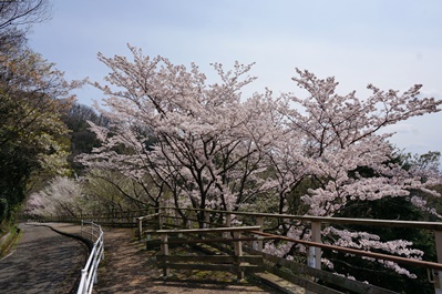 らくらく登山道の桜