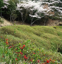 ツツジ園の桜とボケの花