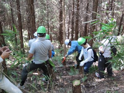 伐採してもうまく倒れない木は、大阪府森林組合職員の助けを借りて