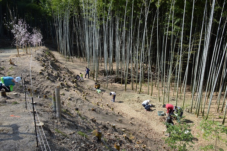 竹の子掘り様子