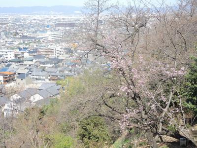 飯盛山の桜