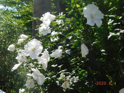 咲き乱れる白い花弁のムクゲ