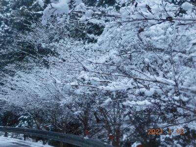 桜並木の雪の華