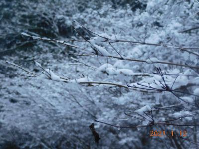 桜並木の雪の華