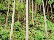 百年の森づくりの写真