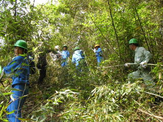 画像です。竹や笹の伐採整理作業の写真