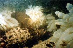 漁礁に産み付けられたイカの卵