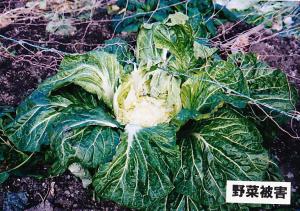 農作物（野菜）被害の写真