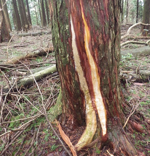 樹皮剥ぎ被害の状況の写真