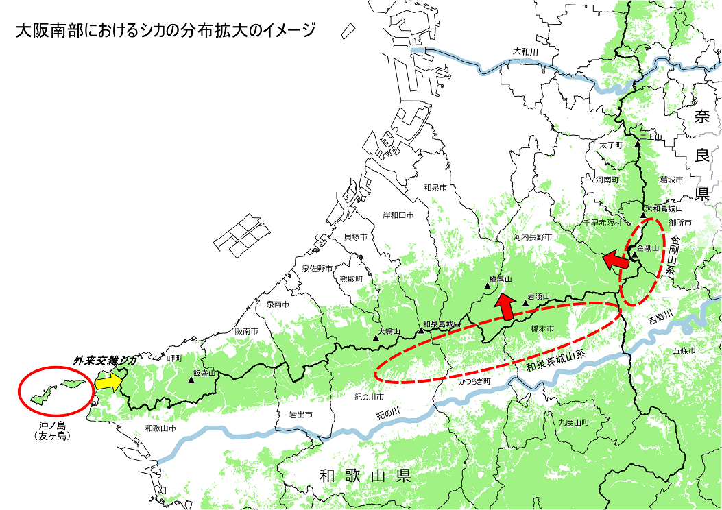 大阪府南部におけるシカの分布拡大のイメージ