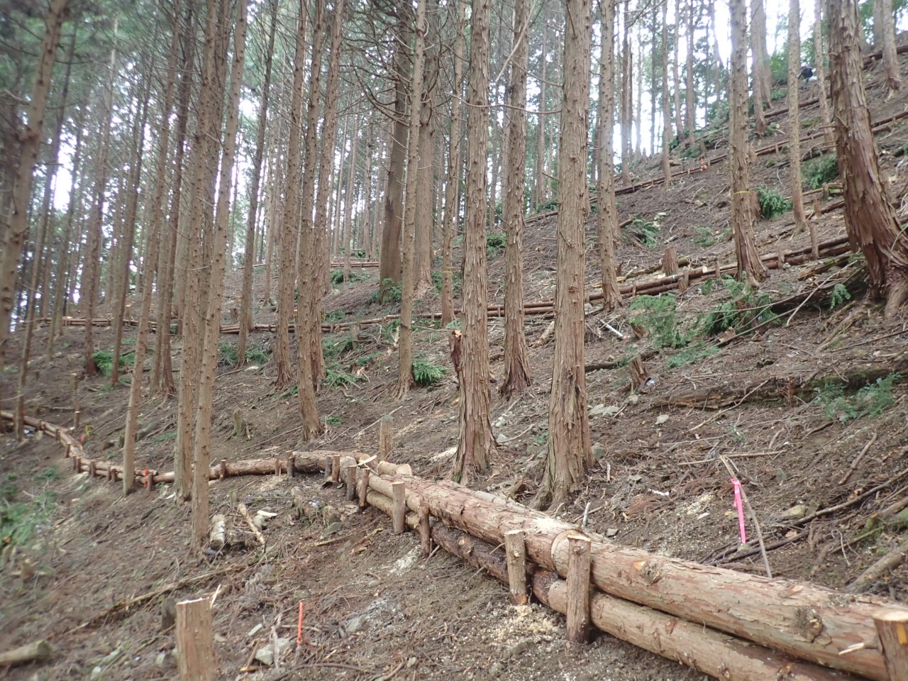 森林整備と筋工
