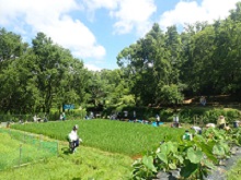 泉佐野丘陵緑地「おとなの農業体験」写真
