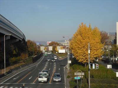大阪中央環状線の街路樹３