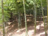 竹の会コラボの写真