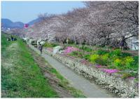 新川姫蛍と花を守る会の写真