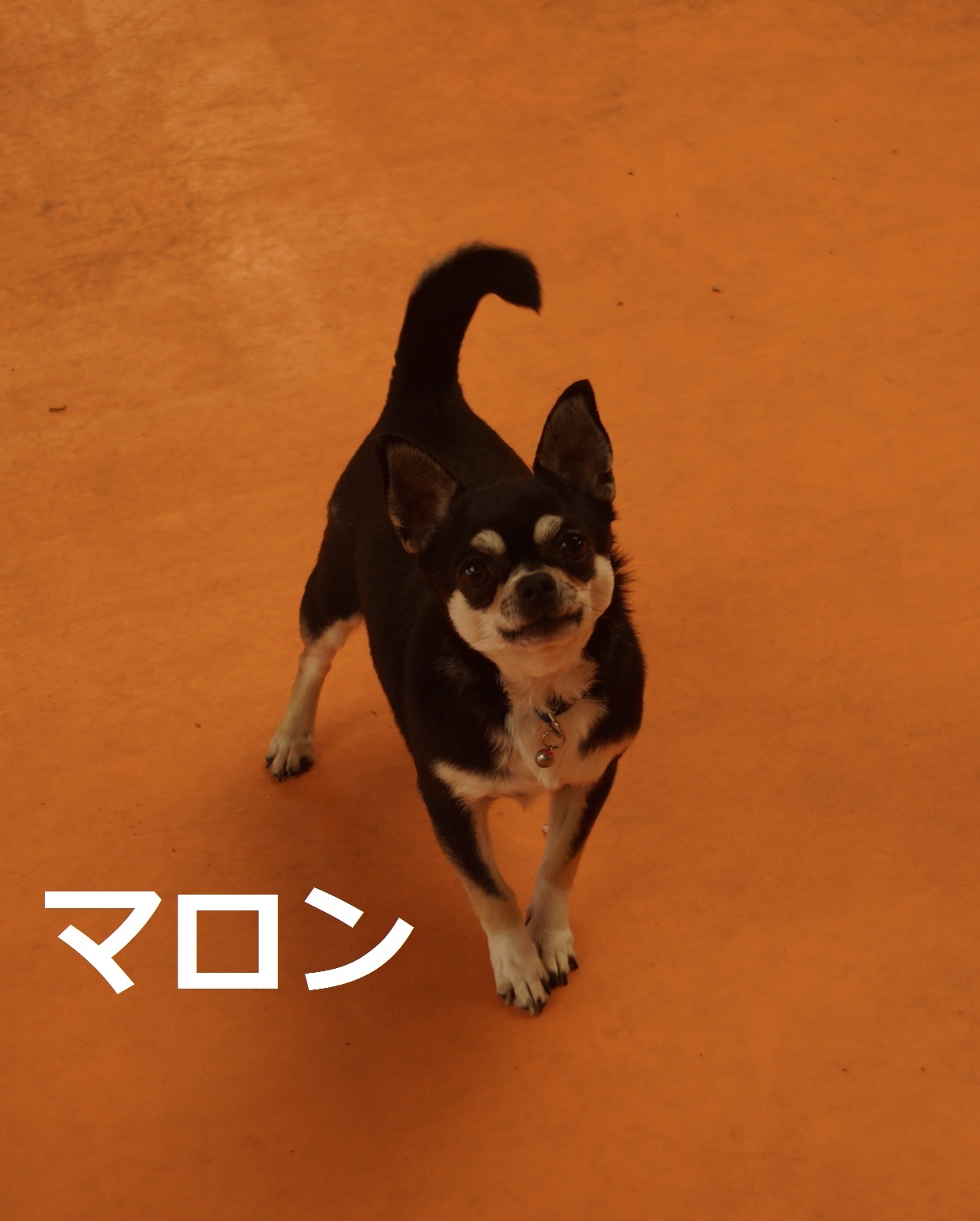 センターモデル犬