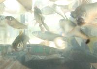 芥川に生息する魚の写真