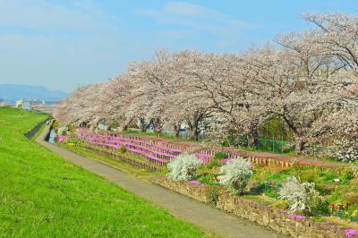 桜並木と春の花々を眺める芥川を並行して流れる新川土手