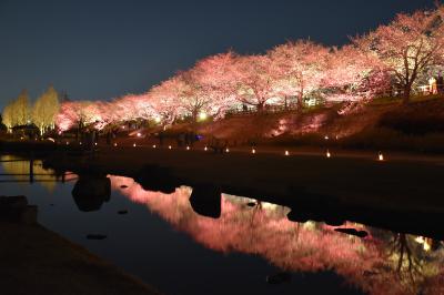 桜並木を眺める打上川治水緑地