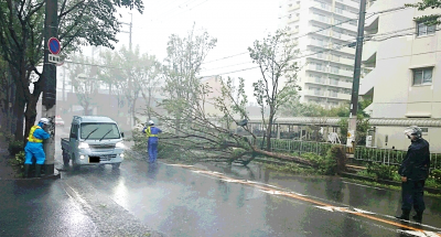 大雨、強風により起こった倒木被害