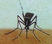 血を吸う蚊の画像