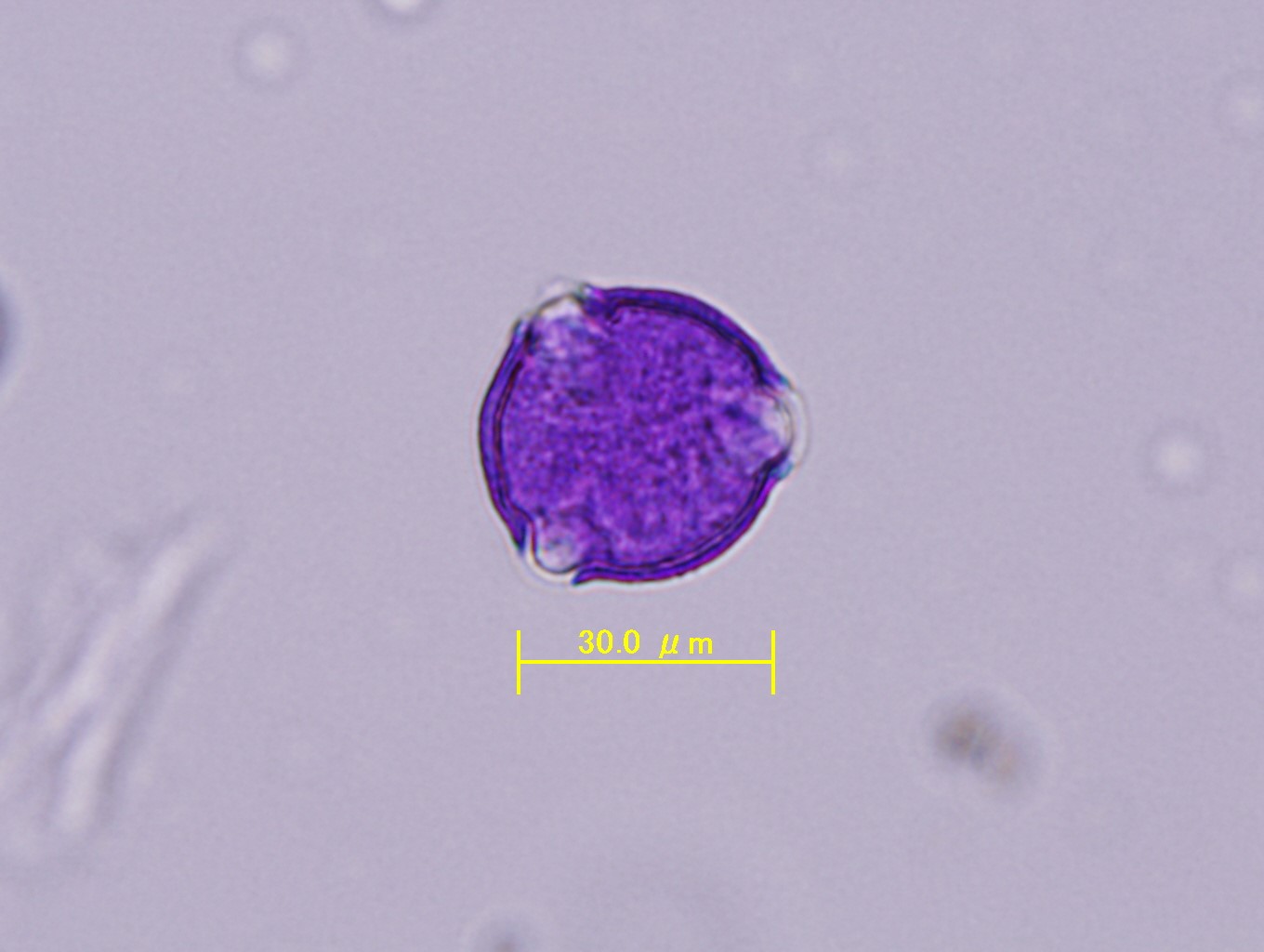 コナラ花粉の光学顕微鏡写真像（ゲンチアナバイオレットグリセリンゼリー染色）