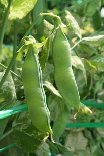 碓井豌豆の写真