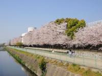 ふれあい緑地の桜並木の写真