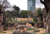 天王寺動物園のサバンナゾーンの写真