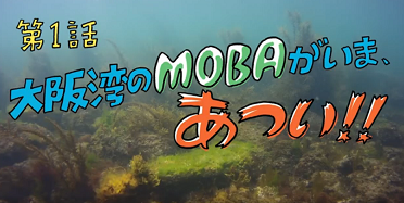 大阪湾の藻場がいま、あつい！！