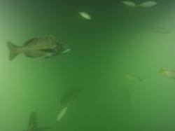 水中ドローンで撮影した魚の様子