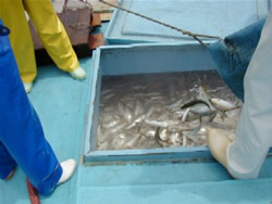 吸い上げられた魚が魚槽に入っている写真