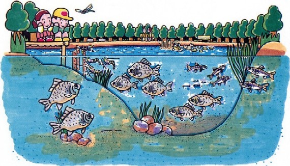 ため池養殖のイメージイラスト