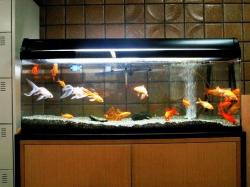 玄関に置いた水槽の金魚たち