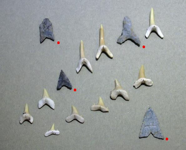 【写真】石製の矢じりとサメの刃