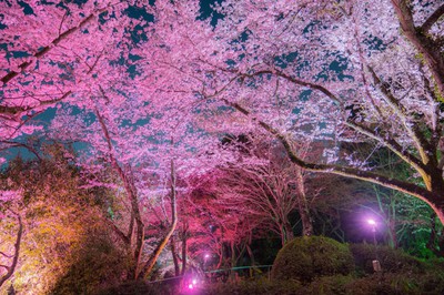 長野公園「さくらと光の回廊」写真